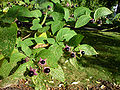 Belladonna (Atropa belladona)