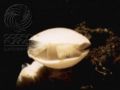 Thumbnail for version as of 22:33, 31 March 2007