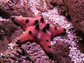 Thumbnail for version as of 02:09, 1 December 2009