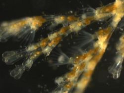 ColonialHydrozoa.jpg