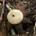 Barometer Earthstar (Astraeus hygrometricus) Phylum: Basidiomycota
