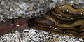 Terrestrial Striped Planarian (Bipalium kewense)
