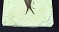 Thumbnail for version as of 13:11, 17 October 2008