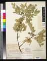 Arizona-Ash (Fraxinus velutina) Fraxinus