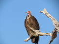 Hooded Vulture (N. monachus) Genus: Necrosyrtes
