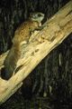 The Northern Flying Squirrel (Glaucomys sabrinus) Genus: Glaucomys