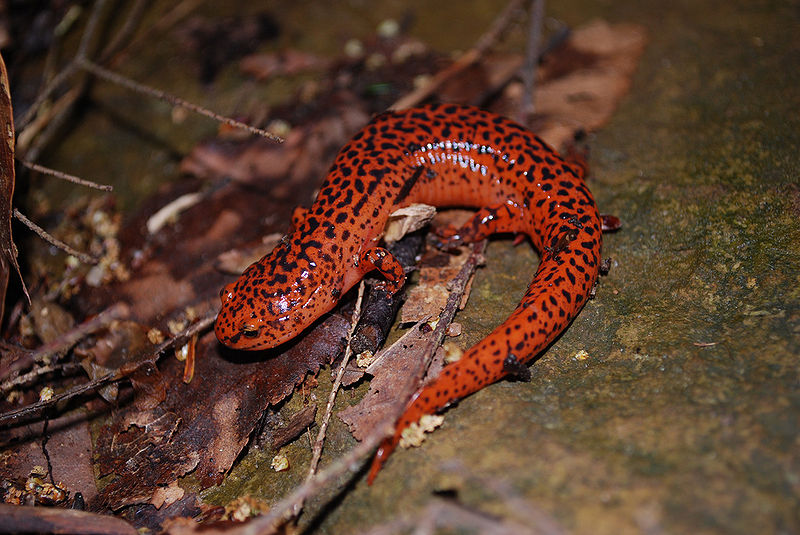 File:Red Salamander.jpg