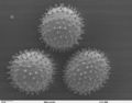 Sildalcea malviflora (prairie hollyhock) pollen.