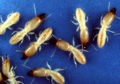 Thumbnail for version as of 06:12, 27 November 2007