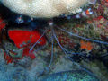 Thumbnail for version as of 07:59, 18 November 2007