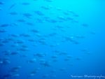 Tuna.jpg