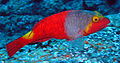 Thumbnail for version as of 03:29, 17 November 2006