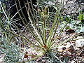 Dewy Pine (Drosophyllum lusitanicum)