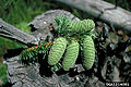 Grand Fir (Abies Grandis)