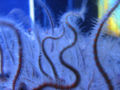 Brittle star tentacles.
