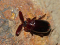Ant's Guest Beetle (C. laceratus) Genus: Cerapterus