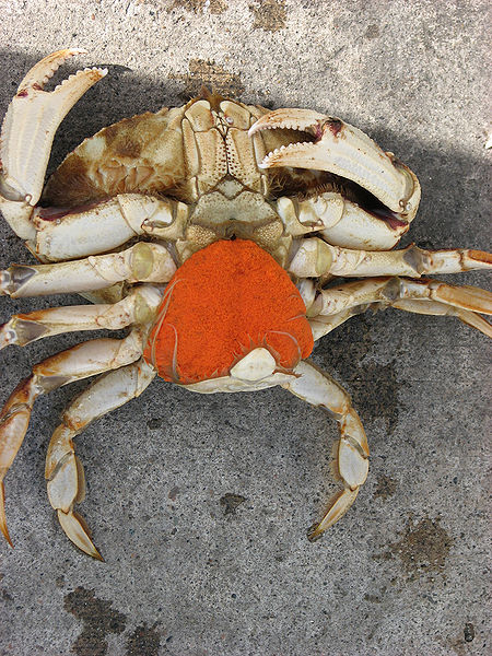 File:Crab egg sponge.jpg