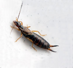 Earwig 1.jpg
