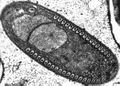 Thumbnail for version as of 08:23, 23 May 2016