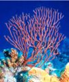 Deep water sea fan (Iciligorgia schrammi) Family: Anthothelidae