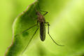 A mosquito resting on a leaf.