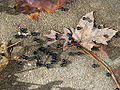 Thumbnail for version as of 03:26, 18 May 2010