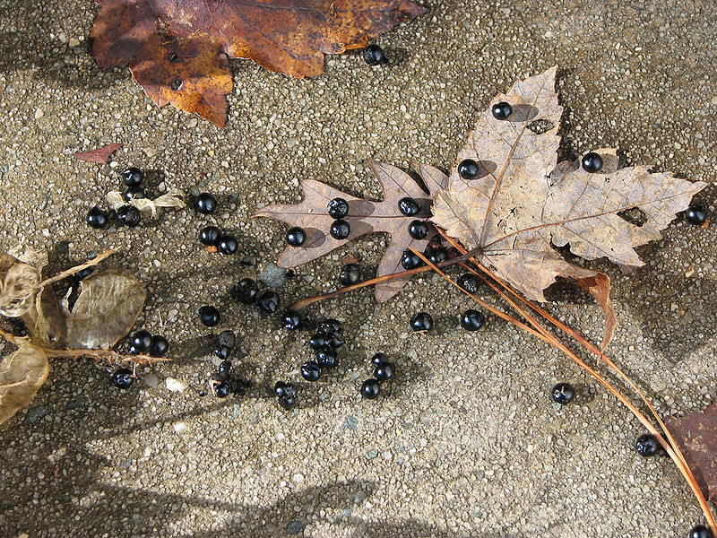 File:Seedsofaleopardlily.jpg