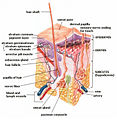 Thumbnail for version as of 23:11, 22 November 2008