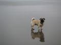 Pug