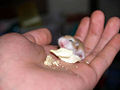Baby Hamster