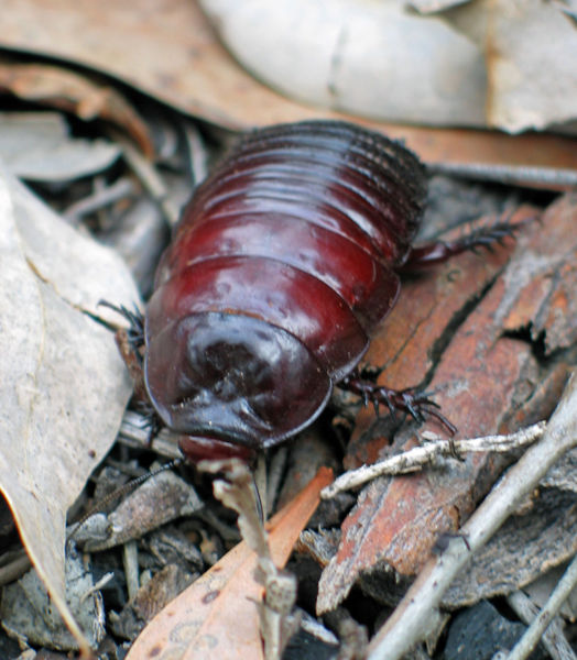 File:Blattodea.jpg