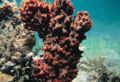 Demosponge (Mycale sp.) order:Poecilosclerida
