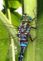 Lance-tipped darner (Aeshna constricta) Family: Aeshnidae.