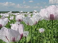 Thumbnail for version as of 06:13, 10 May 2012