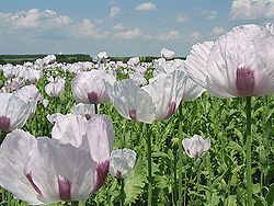 Field of poppies.jpg
