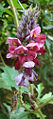 Kudzu (P. lobata) Genus: Pueraria