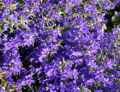 Flowers of Rosemary