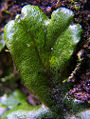 Thumbnail for version as of 19:39, 16 June 2008