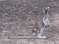 Whiptail Wallaby (Macropus parryi) Order: Diprotodontia