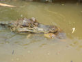 Thumbnail for version as of 06:46, 4 January 2008