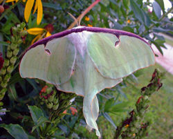 Cover Luna Moth.jpg