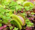 Venus Flytrap (D. muscipula) Genus: Dionaea