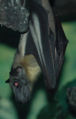 Fruit Bat Family: Pteropodidae
