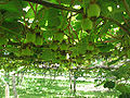 Looking upwards at a kiwi orchard (Actinidia chinensis)