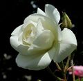 White Rose (Carte Blanche)