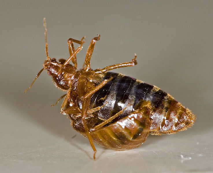 File:Traumatic insemination.jpg