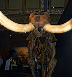 Woolly Mammoth.jpg