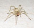 Yellow sac spider Family: Miturgidae