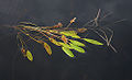 Ribbonleaf Pondweed (Potamogeton epihydrus)