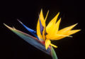 Thumbnail for version as of 06:54, 5 January 2007
